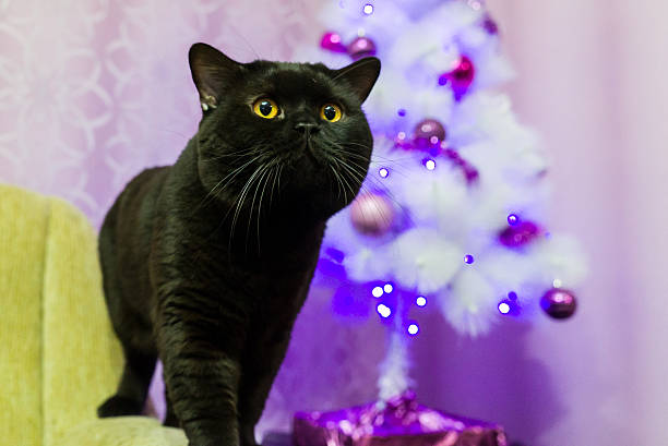 Portrait of black British cat near a white Christmas tree in the studio