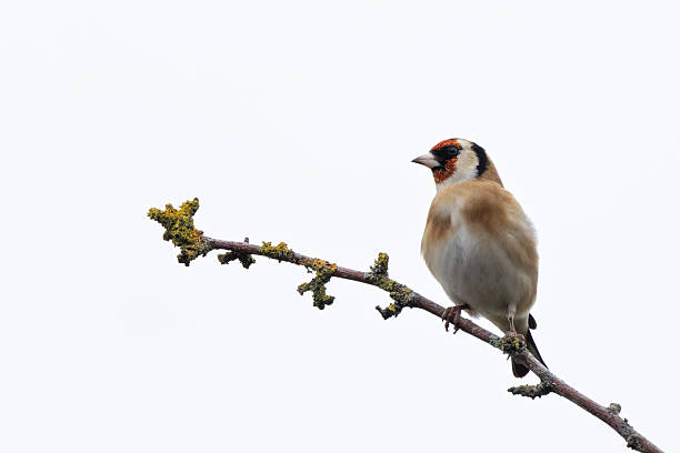 istock European Goldfinch (Carduelis carduelis) in Dublin (Ireland) 2235101420