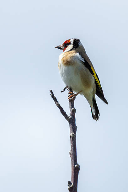 istock European Goldfinch (Carduelis carduelis) in Dublin (Ireland) 2235101542