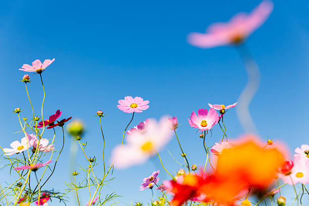 istock Cosmos Flowers Against Clear Sky 2235103295