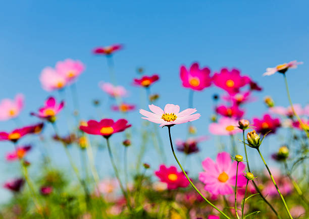 istock Cosmos Flowers Against Clear Sky 2235103311