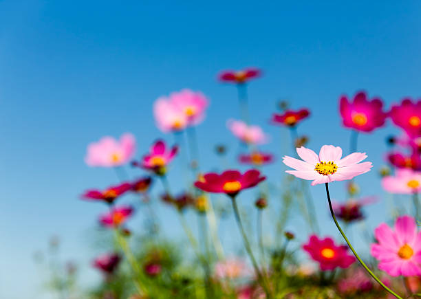Colorful Cosmos Flowers In The Garden