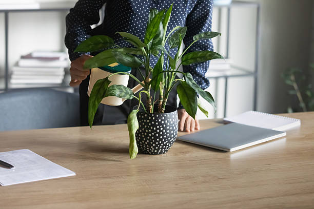 istock Office employee, worker taking care about house plant at workplace 2235104467