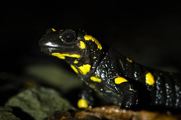 Adult Fire Salamander (Salamandra salamandra) Walking in Rocky Stream