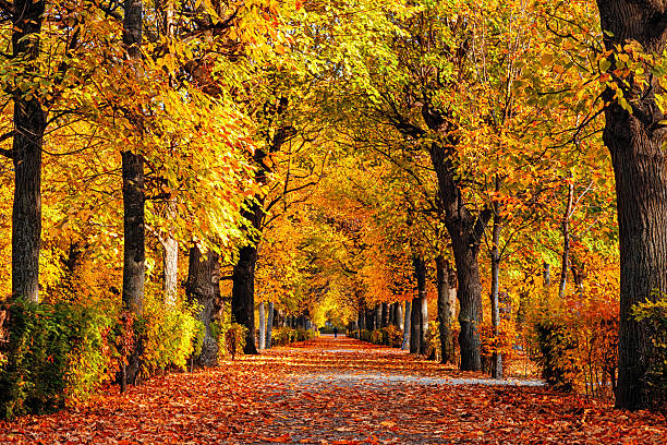 istock Empty alley covered by foliage in autumn park, Vienna, Austria 2235109170