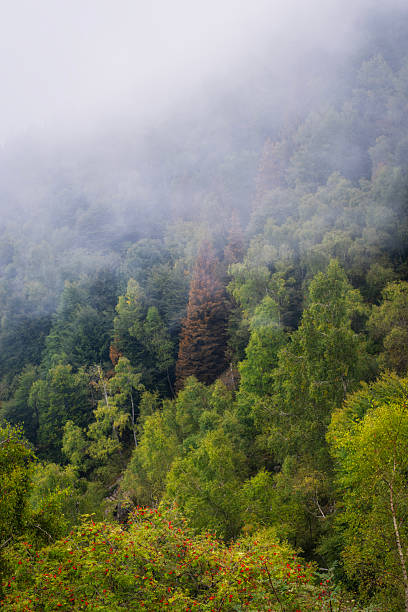 istock Nisty woods. Color image 2235118071
