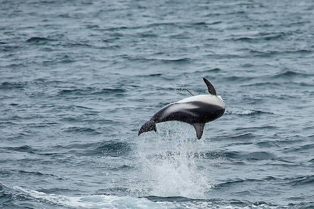 istock Dusky dolphin leaing out of the water 2235119478