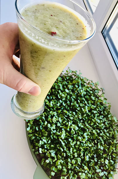 A man's hand holds a glass glass with a micro-green smoothie with wheat juice on background a lot of fresh green sprouts of red radish, microgreens in container