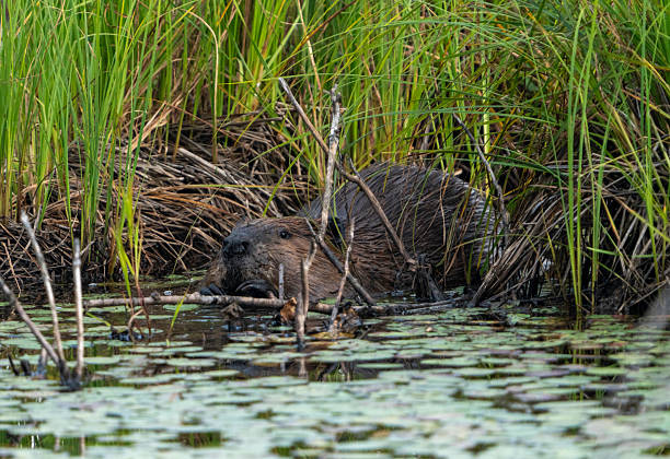A North  American Beaver in Blue Heron Marsh, Oswego County, NY.