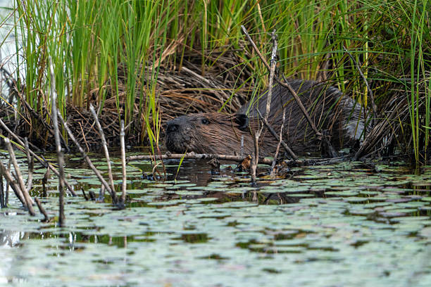 istock North American Beaver in the marsh #2 2235124684