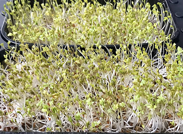 istock Alfalfa sprouts close-up. Microgreens in plastic containers at home. The beginning of germination, the fourth day 2235125100