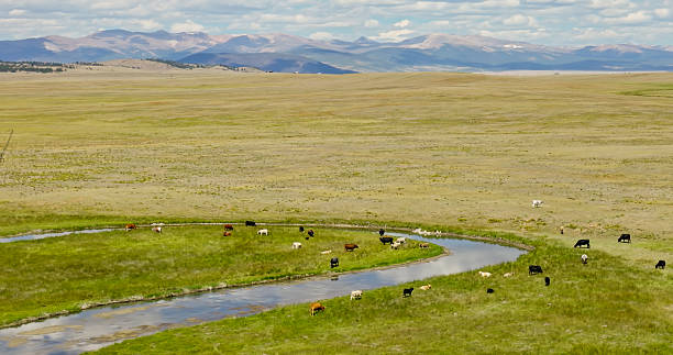 istock Cows Grazing in Alpine Meadow in Colorado - Aerial 2235129937