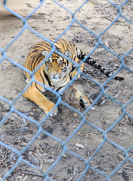 istock Siberian tiger looking forward through a mettal chain-link fence 2235130350