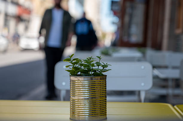 Funny plant ornament in a tin can on patio table of a restaurant downtown Quebec city during summer day