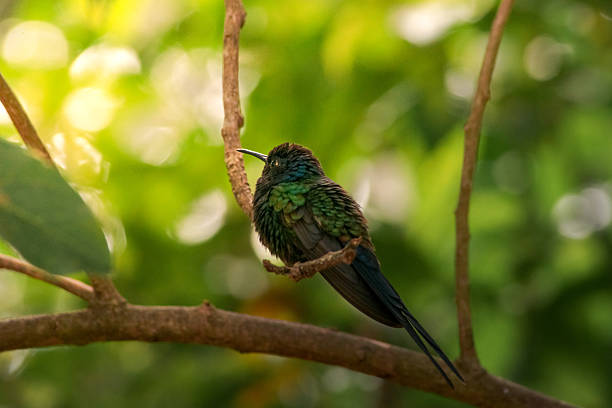 A Glittering-bellied Emerald perches delicately on a branch, showcasing its metallic green and blue plumage against a soft forest backdrop.