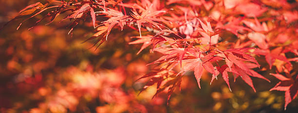 istock Beautiful maple leaves on the tree in autumn season. 2235133130