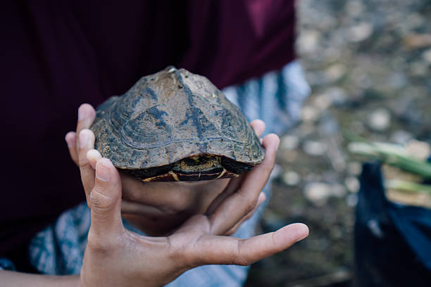 istock Hands holding a muddy turtle close up 2235139703