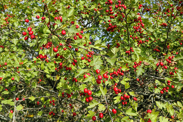 istock Hawthorn tree full of ripe red berries 2235143455