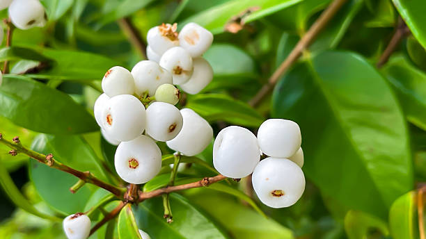 istock White berries of Syzygium paniculatum 2235143986