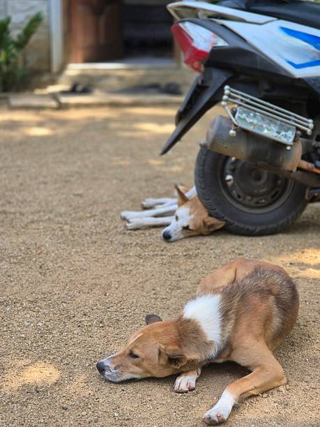 istock relaxing dogs in the sun 2235144478