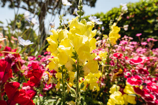 A striking yellow snapdragon stands tall among a colorful mix of garden flowers, bathed in sunlight.