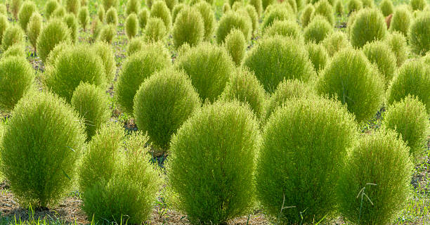 istock Field of Fresh Green Kochia 2235148522