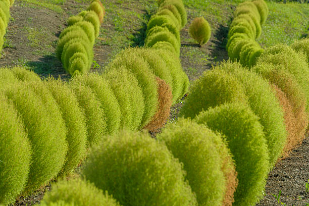 istock Rows of Green Kochia Shrubs 2235148532