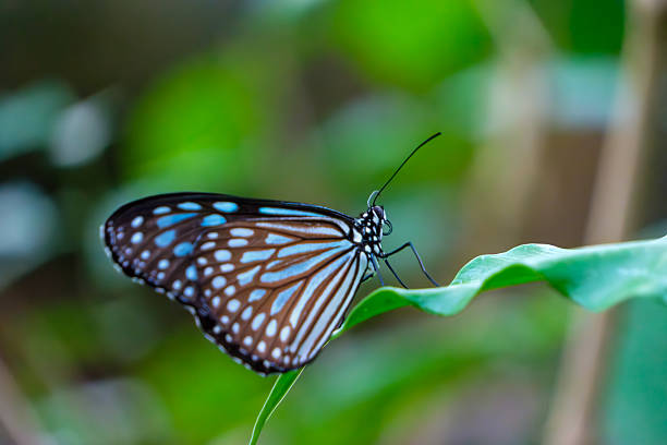 A butterfly clings gently to fresh green foliage, its wings decorated with light blue and brown patterns.