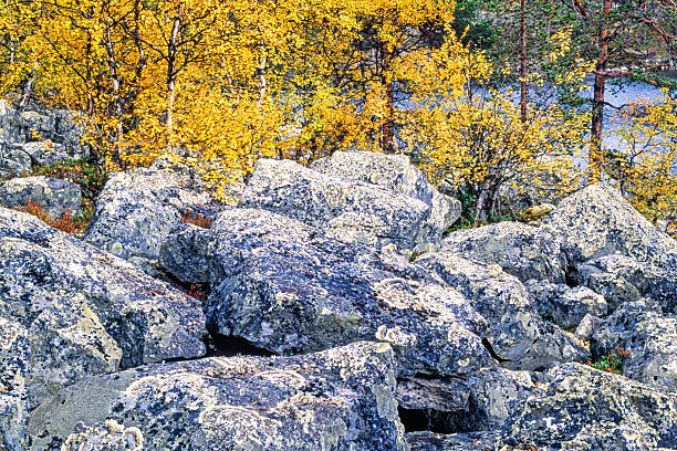 Boulders covered with lichens and moss in a forest at autumn