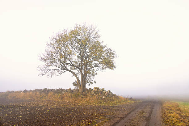 Pine trees in the mist while the wind blows.
