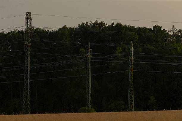 A serene view of power lines set against a backdrop of lush green trees during dusk, capturing the interplay of nature and industry.
