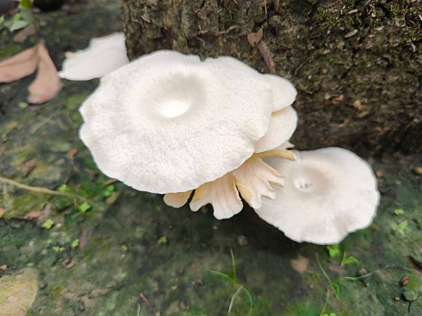 istock White Fungi Cluster Growing on a Tree Trunk in Natural Forest 2235154300
