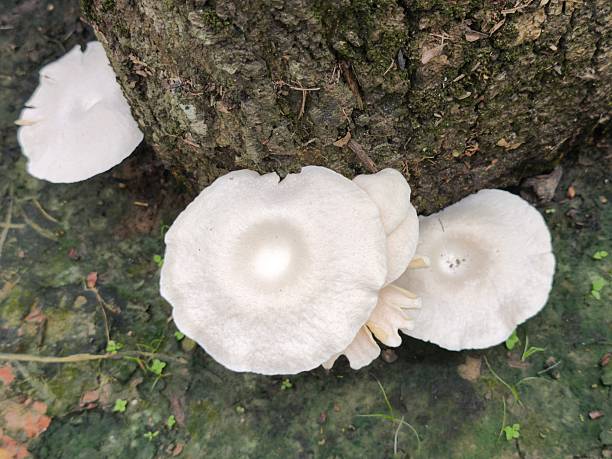 istock Wild White Mushrooms Clustered on a Rough Tree Trunk Outdoors 2235154315