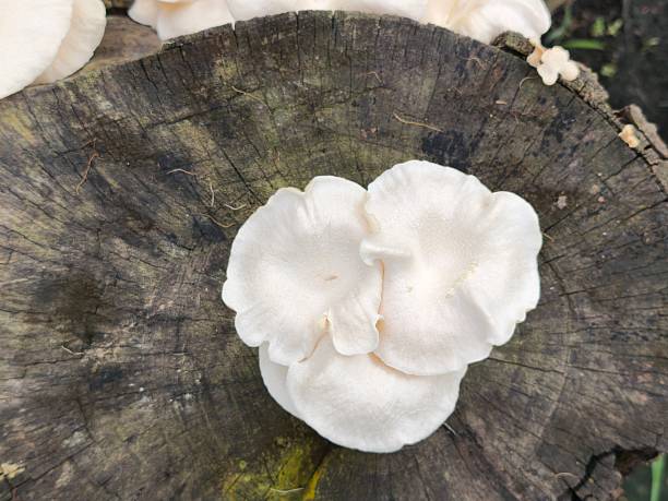 Fresh White Oyster Mushrooms Thriving on an Old Tree Stump Surface