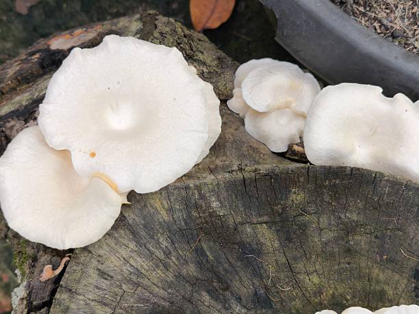 istock White Mushrooms Growing on a Rustic Tree Stump in a Natural Setting 2235154330