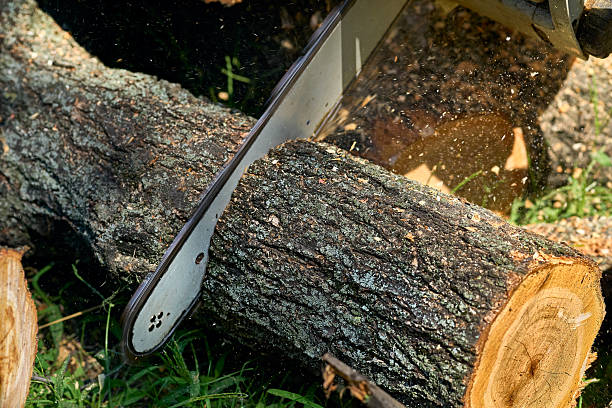 istock Lumberjack. Sawing a tree trunk with a chainsaw 2235156852