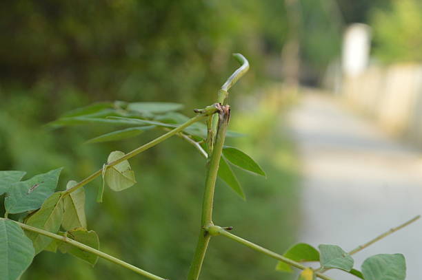 Green leaves on nature blur background