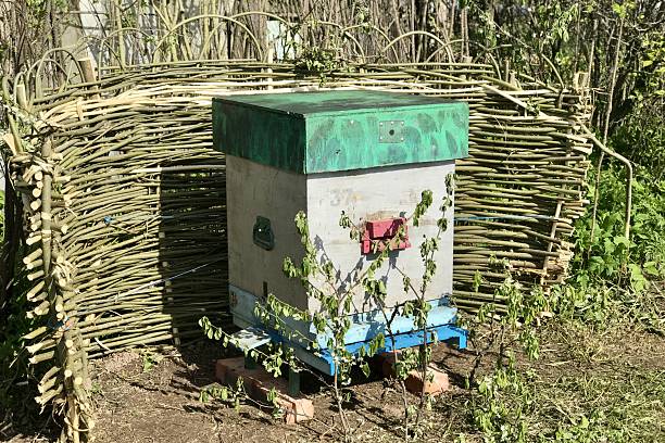 Old grey-green wooden beehive for bee outdoors. Home beekeeping in village