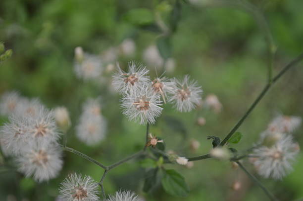 istock Green leaves with white flower 2235157793