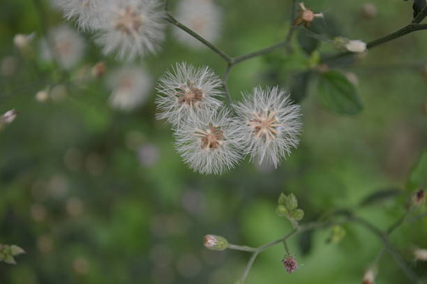 istock Green leaves with white flower 2235157804