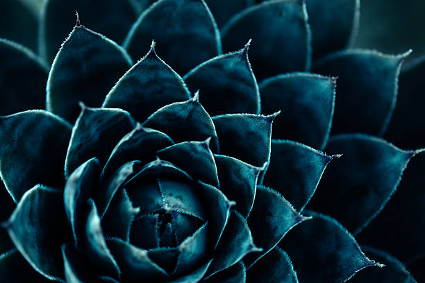Macro top view of a houseleek (Sempervivum) succulent. Blue-green leaves form a precise Fibonacci/Golden Ratio spiral (phyllotaxis) with radial symmetry, showcasing natural sacred geometry and fractal-like growth. Clean, minimal background; high detail botanical texture suitable for science, design and nature themes.