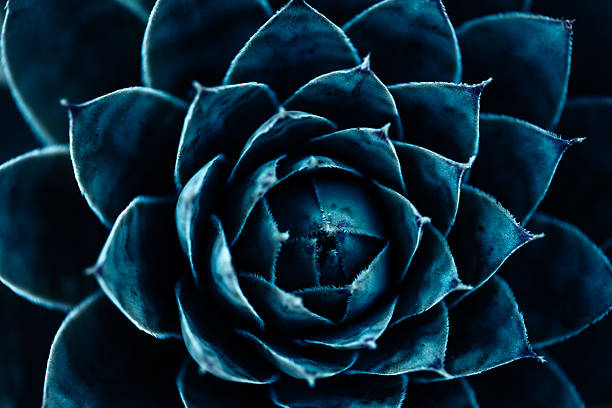 Macro top view of a houseleek (Sempervivum) succulent. Blue-green leaves form a precise Fibonacci/Golden Ratio spiral (phyllotaxis) with radial symmetry, showcasing natural sacred geometry and fractal-like growth. Clean, minimal background; high detail botanical texture suitable for science, design and nature themes.
