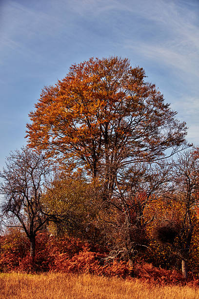 Autumn colored trees and countryside landscape scenery.