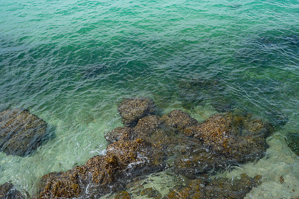 The water flow of the Niyodo River boasts outstanding transparency.