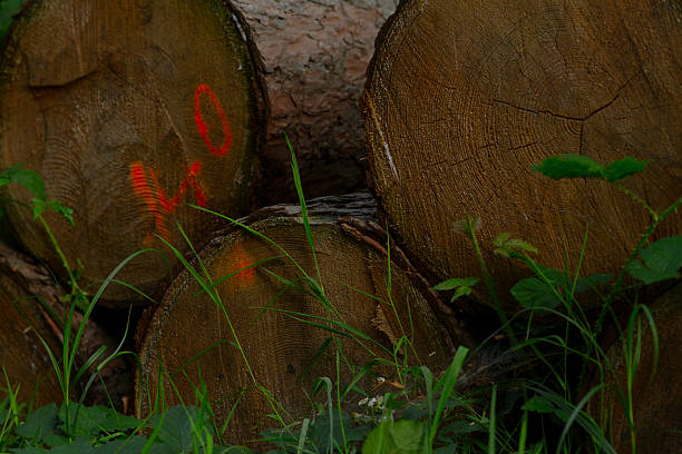 A close-up view of tree logs with a vibrant orange marking and surrounding greenery, showcasing the beauty of nature and timber.