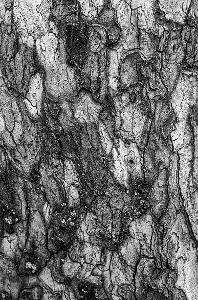 istock Black and white image of the bark that envelops a large tree. 2235162575