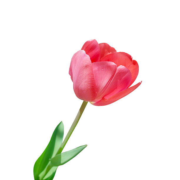 istock Single tulip flower on a white background 2235163873