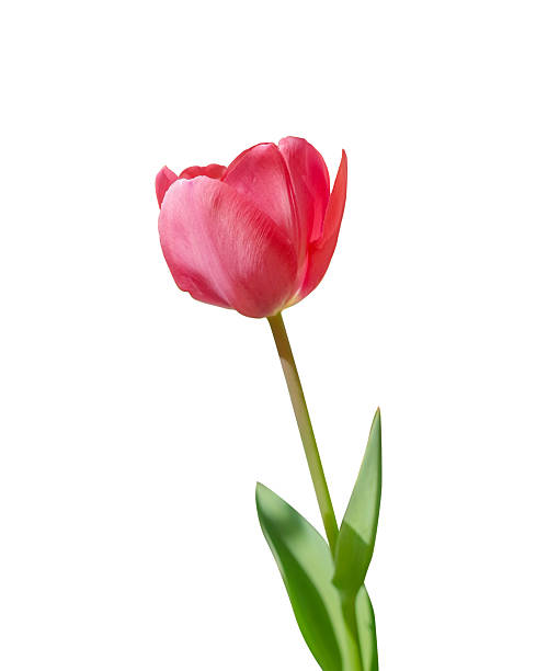 istock Single tulip flower on a white background 2235163898