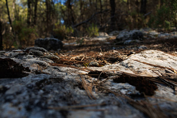 Textured background of rock and pine leaves on a forest path, Alcoy, Spain