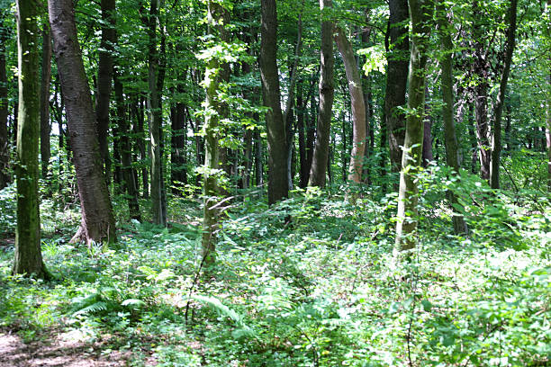 istock A deep perspective shows a dense forest where tree trunks and green bushes intertwine. Light penetrates the leaves, illuminating the green undergrowth and creating a magical atmosphere. 2235164814